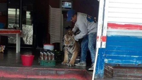 Tigre se mete a taquería Hidalgo