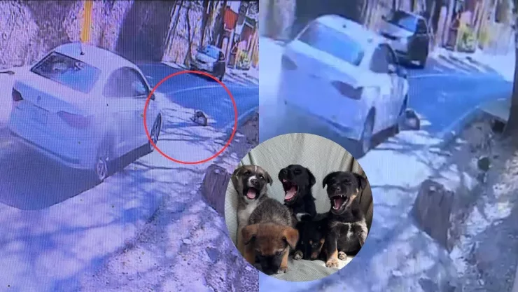 VIDEO: Perrita es atropellada en Texcoco; dejan a sus 5 cachorros en un costal