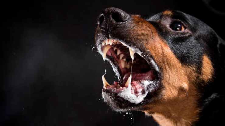 Perros matan a bebé en Tamaulipas