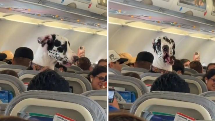 Perro Gran Danés.jpg