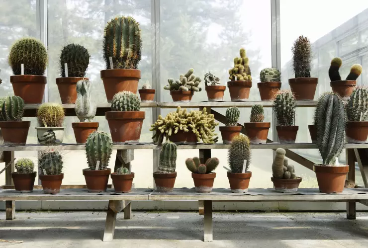 ¿Cómo cuidar cactus y suculentas en exteriores en época de frío?.jpg