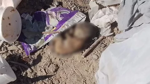 Mujer recolectora de basura descubrió un feto de aproximadamente 8 meses en el relleno sanitario en Tula, Tamaulipas.