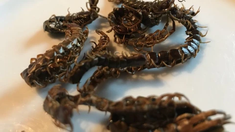 insectos 2