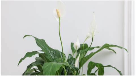 plantas resistentes lriio paz