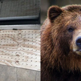 Tablas con clavos y oso.