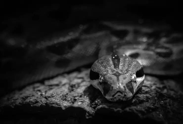 Hombre escondió más de 100 serpientes en sus pantalones y fue detenido en la aduana