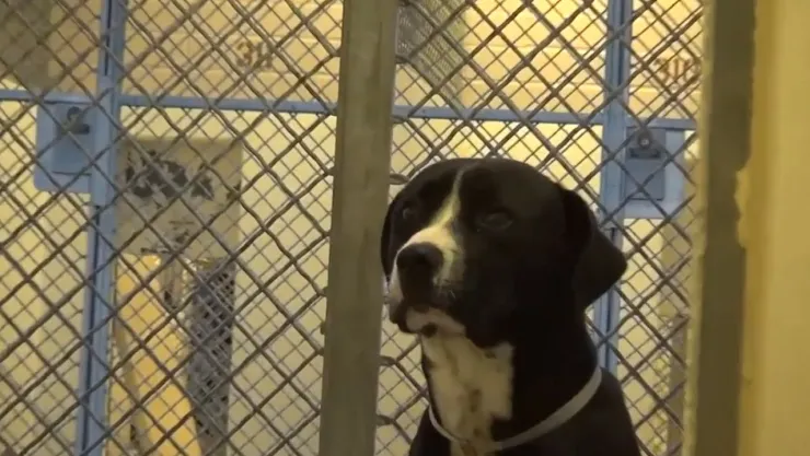 PERRITO LLORA
