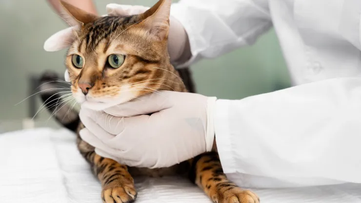 ¿Cuándo y dónde será la nueva campaña de esterilización canina y felina en Aguascalientes 2024