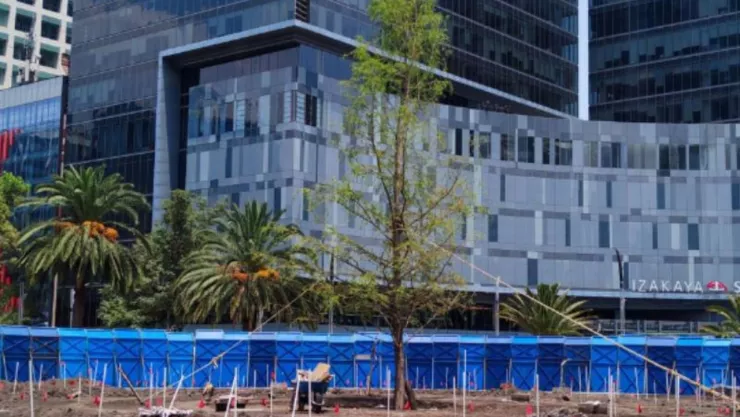 ahuehuete de reforma dañado