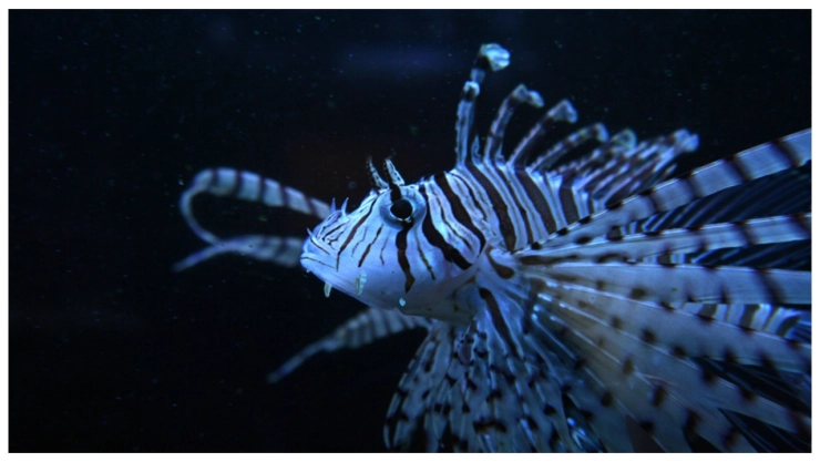 El pez león se considera una especie invasora en los océanos