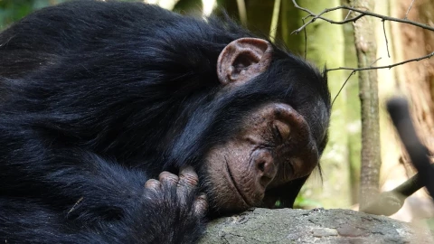 Zoológico mata tres chimpancés fugitivos