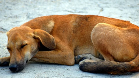 perros callejeros exterminados en rusia
