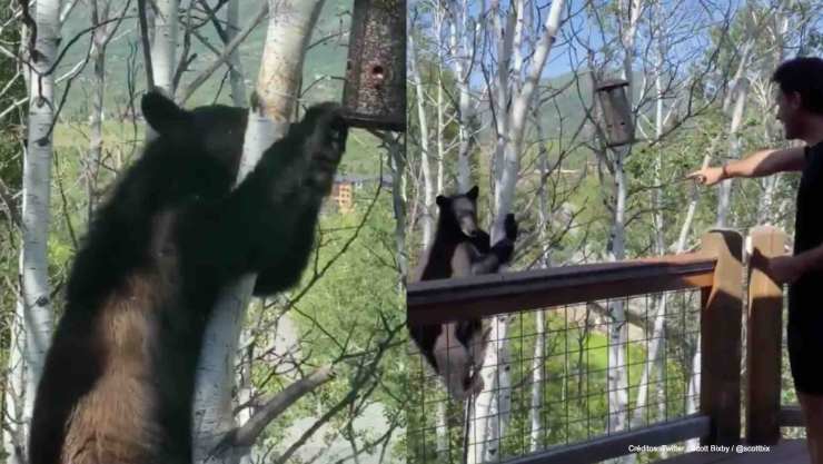 oso regañado hombre .jpg