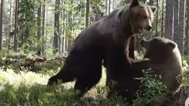 Osos, bosque, pelea A.jpg