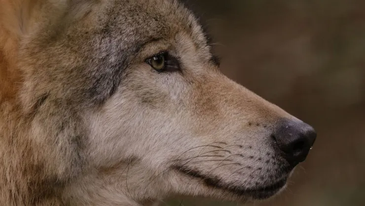 Donald Trump ordena revisar la protección del lobo mexicano y el lobo gris