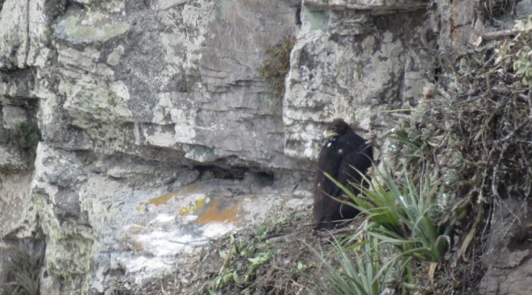 águila real reproducción Sierra Gorda de Guanajuato