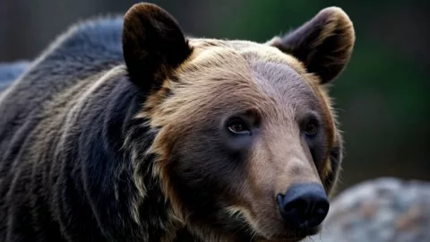Hombre atacado por oso negro Arkansas