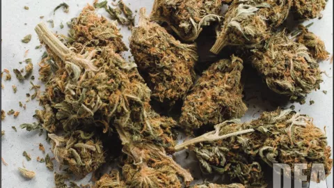 Racimos de marihuana secos