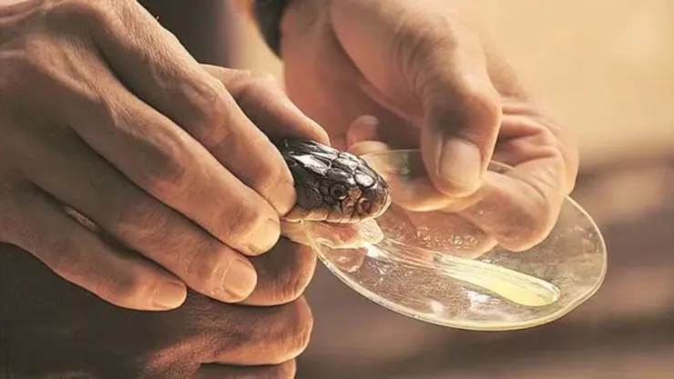 Alerta en Bangladesh Reportan mordeduras de serpiente venenosa que estaba extinta