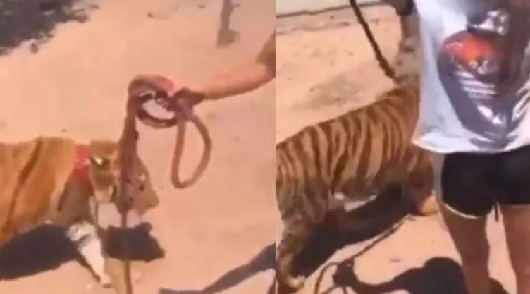 tigre pasea guasave sinaloa.jpg
