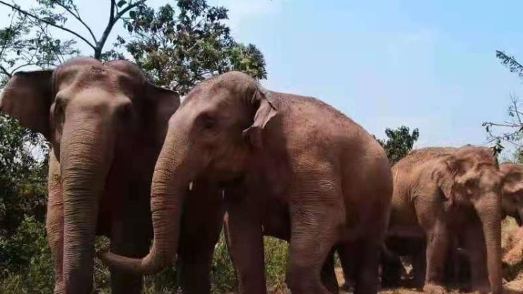 Manada de elefantes salvajes