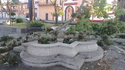 Ramas y árboles caídos, los daños por surada en región Centro de Veracruz