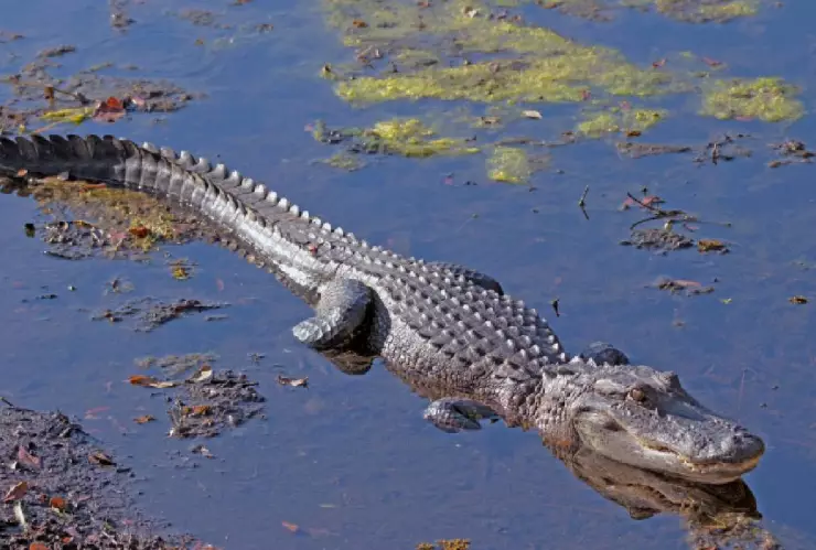 Sin un macho, cocodrilo virgen logra poner macho