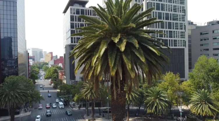 Palmeras CDMX.jpeg