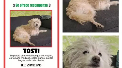 perros perdidos.jpeg