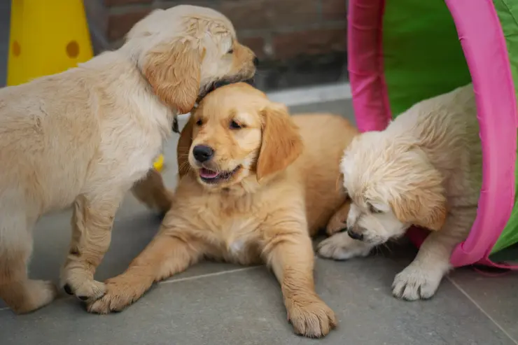 El test de Stanley Coren es el más famoso para conocer la inteligencia de los perritos