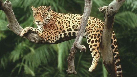 Jaguar 