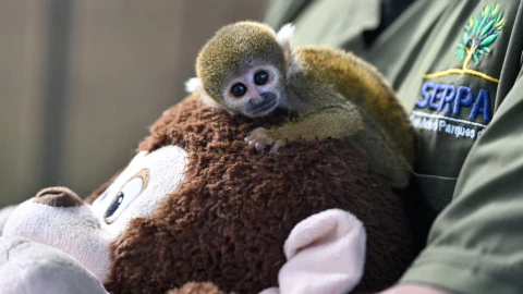 Punch peruano Servicio de Parques de Lima