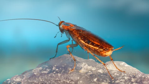 Leche-de-cuacarcha-superalimento-futuro