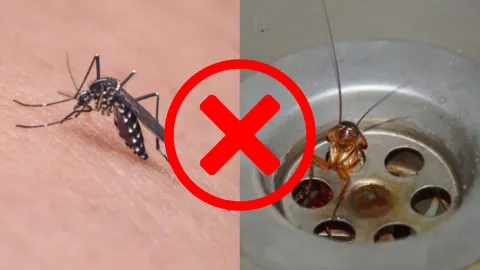 mosquitos