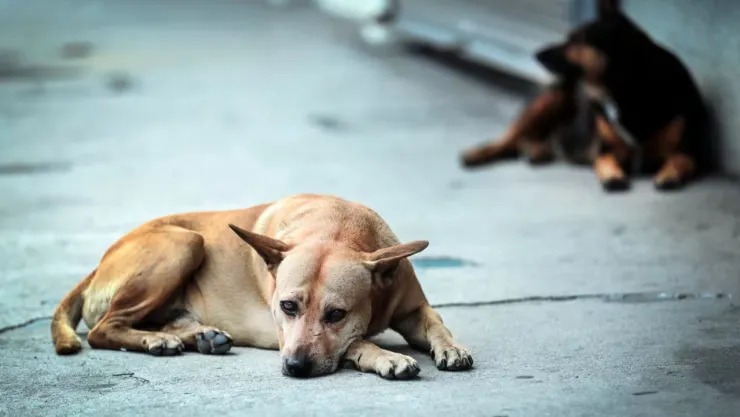 Horror en Yucatán Seis animales mueren tras ser envenenados en Pisté
