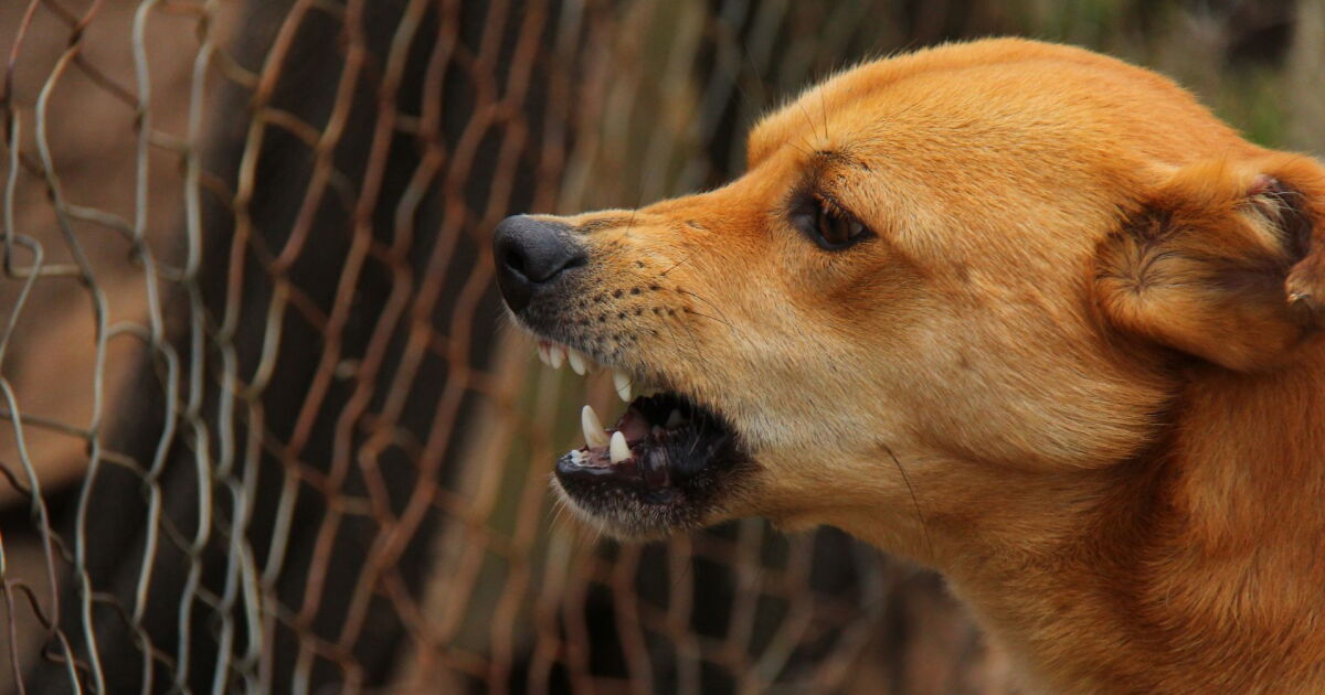 Perro Morting ¿Por qué los perros de casa pueden llegar a morder?