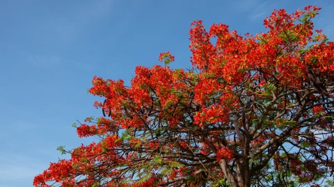 El árbol acacia roja con sus hermosas flores y su capacidad de dar sombra