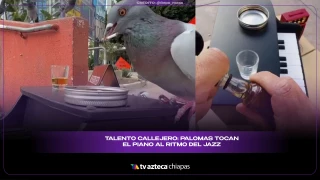VIRAL: Palomas “tocan” un piano y se vuelven virales: así funciona el curioso dispositivo