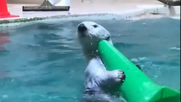 Nutria ayuda a limpiar alberca