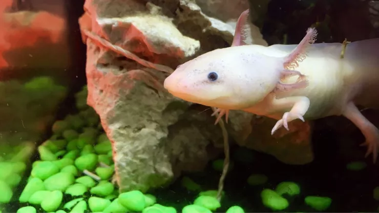 Ya hay fecha para la extinción de los ajolotes: ¿Cuándo será su fin según la UNAM?