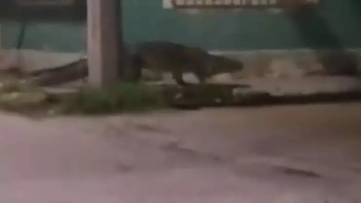Viralizan video de presunto MEGA cocodrilo en calles de Progreso