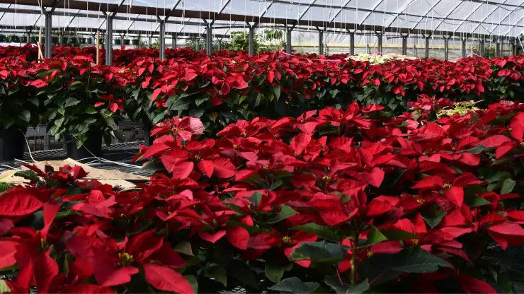 ¿Qué hacer para que las nochebuenas duren más tiempo?.jpg