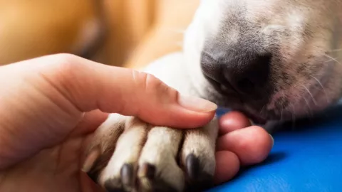 Perro torturado en Puebla