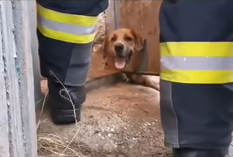 perrito_bomberos_puerta_metalica