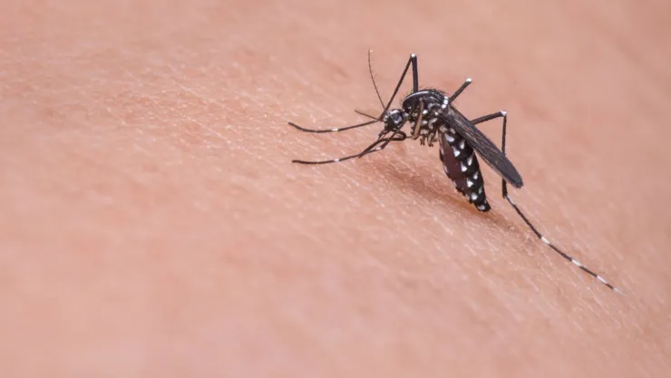 El mejor repelente casero para decirle adiós a los mosquitos de tu casa