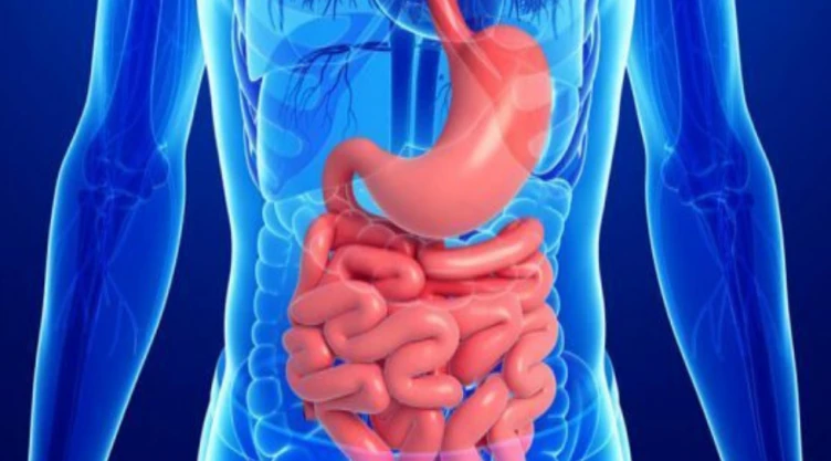 Microbiota 2