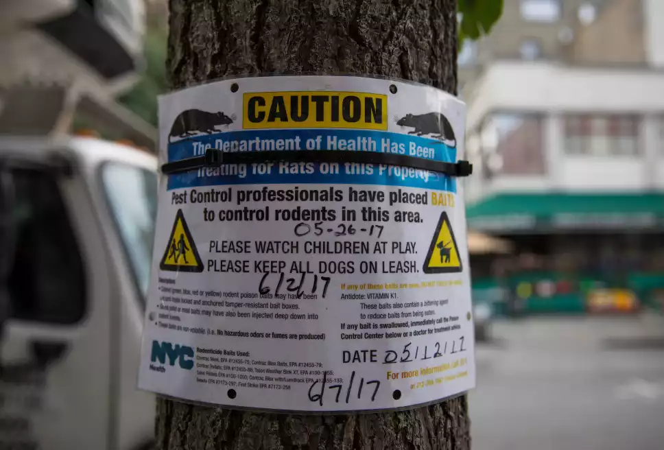 Nueva York sufre brote de enfermedad relacionada con las ratas