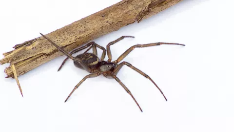 Este es el aspecto de una “falsa” viuda negra