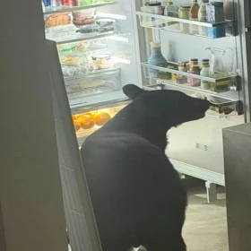 Oso entra a casa en Monterrey en San Pedro Garza García, abrió el refrigerador y se comió los tamales