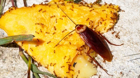 Todos lo tiran, pero este típico residuo se utiliza para ahuyentar hormigas y cucarachas